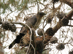 Accipiter cooperii