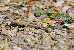 Aspidoscelis marmoratus