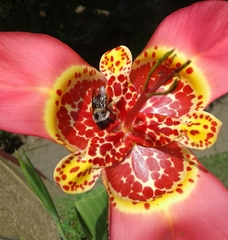 Xylocopa tabaniformis azteca