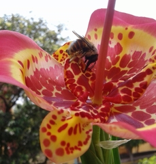 Xylocopa tabaniformis azteca