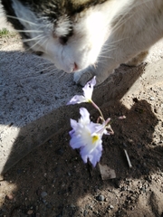 Leucocoryne coquimbensis