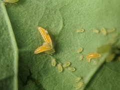 Aphidoletes