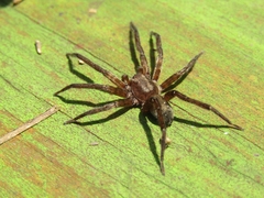 Asthenoctenus borellii