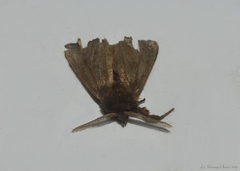 Cossoidea
