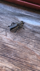 Orthoprosopa bilineata