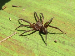 Asthenoctenus borellii