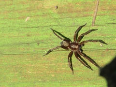 Asthenoctenus borellii