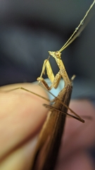 Mantodea