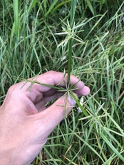Cyperus sphacelatus