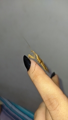 Mantodea
