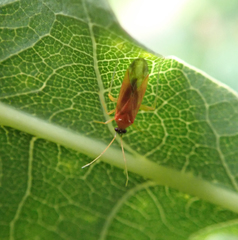 Phylus melanocephalus