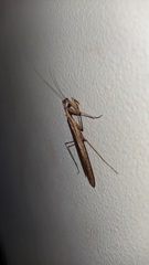 Mantodea
