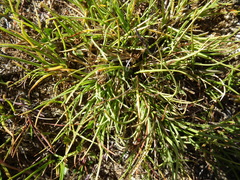 Carex glareosa