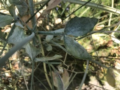 Erysiphe pisi
