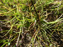 Carex glareosa