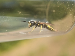 Philanthus lepidus