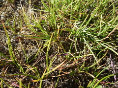 Carex glareosa