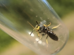 Philanthus lepidus