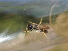 Philanthus lepidus