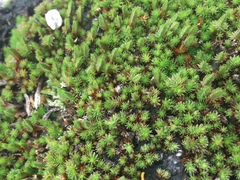 Selaginella wrightii