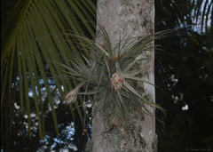 Tillandsia gardneri
