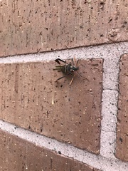 Leptoglossus zonatus