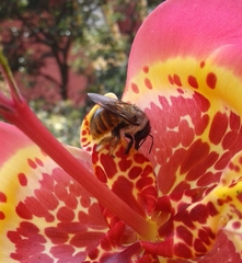 Xylocopa tabaniformis azteca