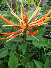 Erythrina leptorhiza