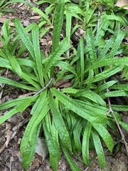 Careyanae