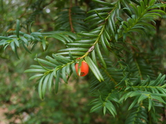 Taxus globosa