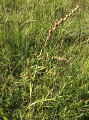 Gladiolus imbricatus