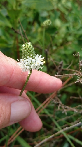 Image of Dalea mountjoyae by (c) Abby Darrah, some rights reserved (CC BY)