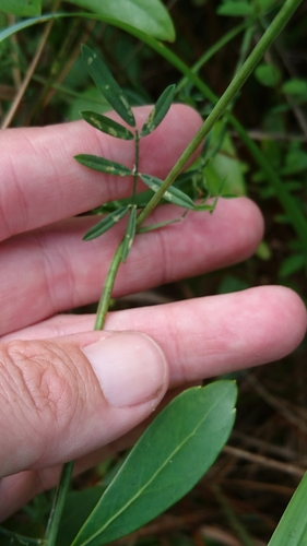 Image of Dalea mountjoyae by (c) Abby Darrah, some rights reserved (CC BY)