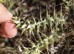 Cirsium ochrocentrum