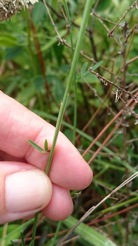 Image of Dalea mountjoyae by (c) Abby Darrah, some rights reserved (CC BY)