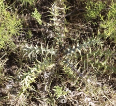 Cirsium ochrocentrum