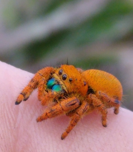 Apache Jumping Spider