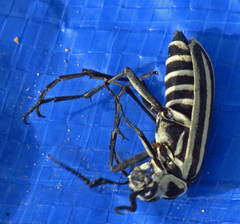 Epicauta atrivittata