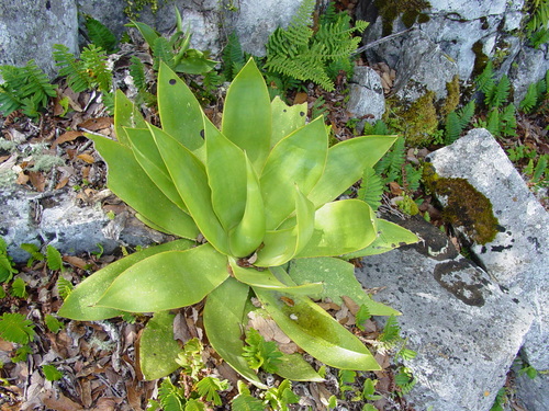 Mitis Century Plant