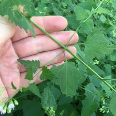 Fleischmannia incarnata