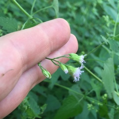 Fleischmannia incarnata