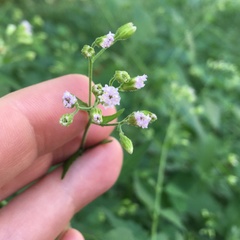 Fleischmannia incarnata
