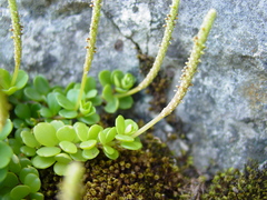 Peperomia berlandieri
