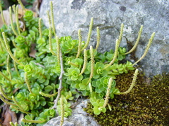 Peperomia berlandieri