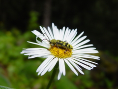 Ochraethes viridiventris