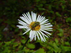 Ochraethes viridiventris