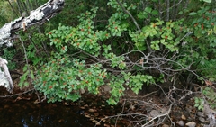 Ilex laevigata