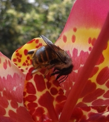 Xylocopa tabaniformis azteca
