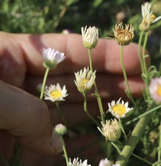 Aphanostephus skirrhobasis
