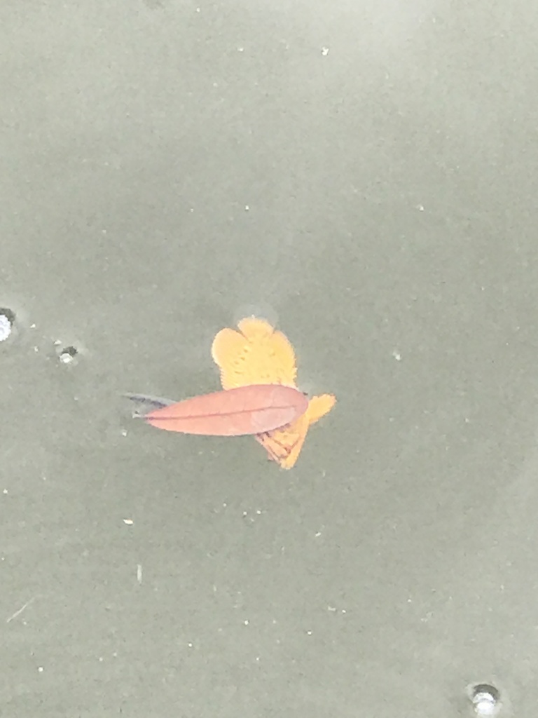 Atlantische drievinstaart (Lobotes surinamensis) — Lobotidae